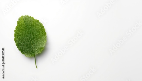 simple white canvas with a ...