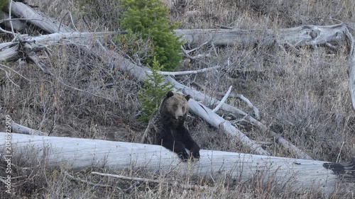 Grizzly Bear in Springtime in Yellowstone National Park Wyoming