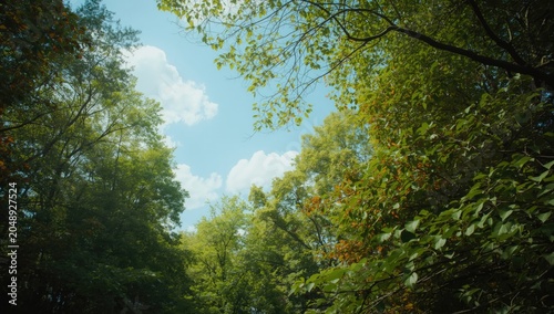 soothing forest atmosphere ...
