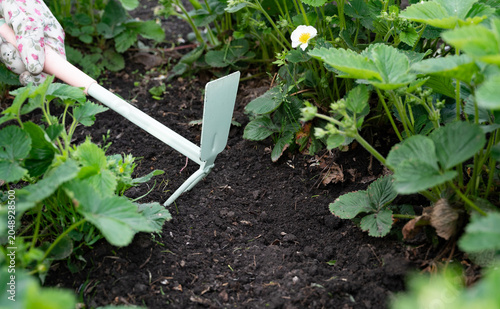 Weeding beds with agricultura plants growing in the garden. Weed control in the garden. Cultivated land close-up. Agricultural work on the plantation.