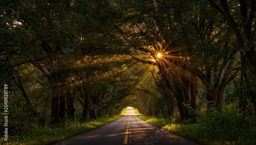 Sun rays penetrating lush t...