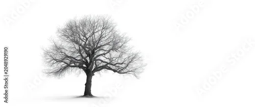 Panel kuchenny z motywem Leafless tree standing isolated on bright white canvas