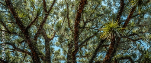 Vibrant full view of spiky ...