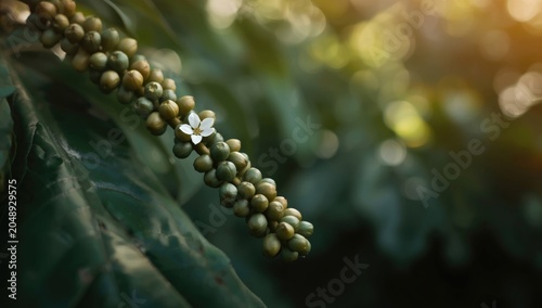 Close up image of coffee pl...