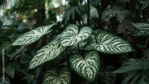 Vivid green and white calad...