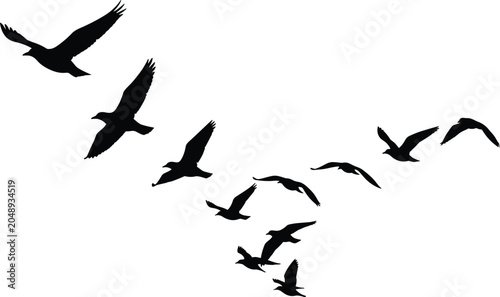 Canvastavla Ten bird silhouettes flying in classic V‑shaped formation against clean white ba