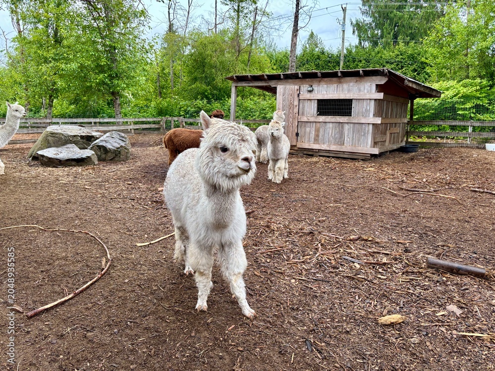 Obraz premium Close Up of Cute White Alpaca Walking Forward, Fluffy Domestic Camelid Looking at Camera in Petting Zoo, Countryside Farm Paddock and Animal Shelter Background