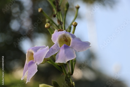Obraz na plátně Tropical Bengal Trumpet flowers in bloom with unopened buds along the stem, capt