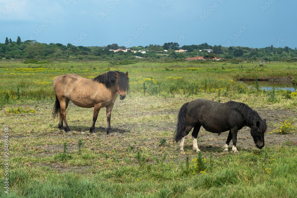 Obraz premium Cheval de Trait Breton, Poney des Shetland