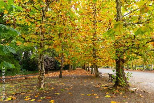 Fotografie The avenue of two rows of London Plane trees at the Shinjuku Gyoen, National Garden, Japan