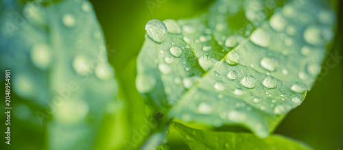Photos Fresh green leaf with water droplets macro