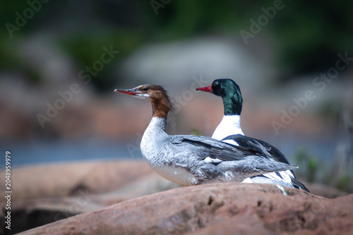 Common Mergansers
