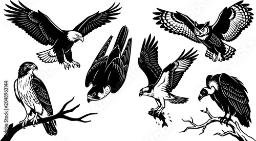 Bild auf Leinwand Birds of Prey Black and White Vector Silhouette Set Featuring Bald Eagle, Perche
