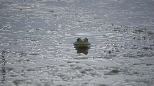 A sad bullfrog patiently waiting in the rain