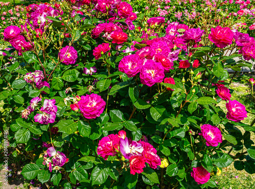 Garden Red Roses Background