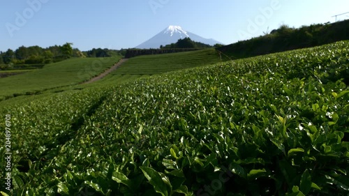 静岡家富士市今宮の茶畑越しに望む富士山（リアルタイム・ズームイン）