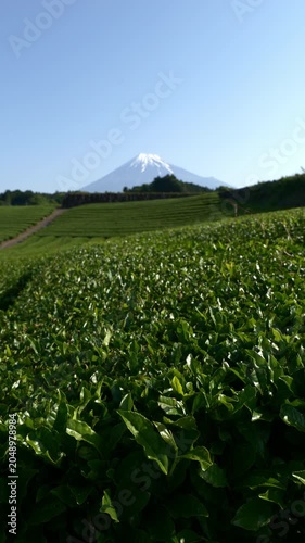 静岡家富士市今宮の茶畑越しに望む富士山（縦・リアルタイム・ズームアウト）