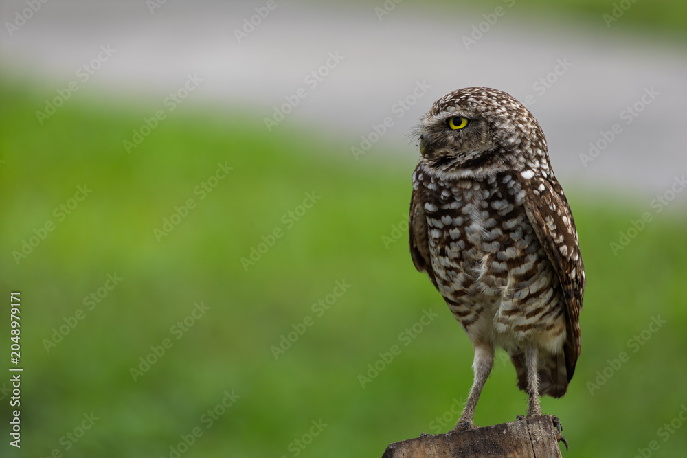 Fototapeta premium Portrait of burrowing owl in the park