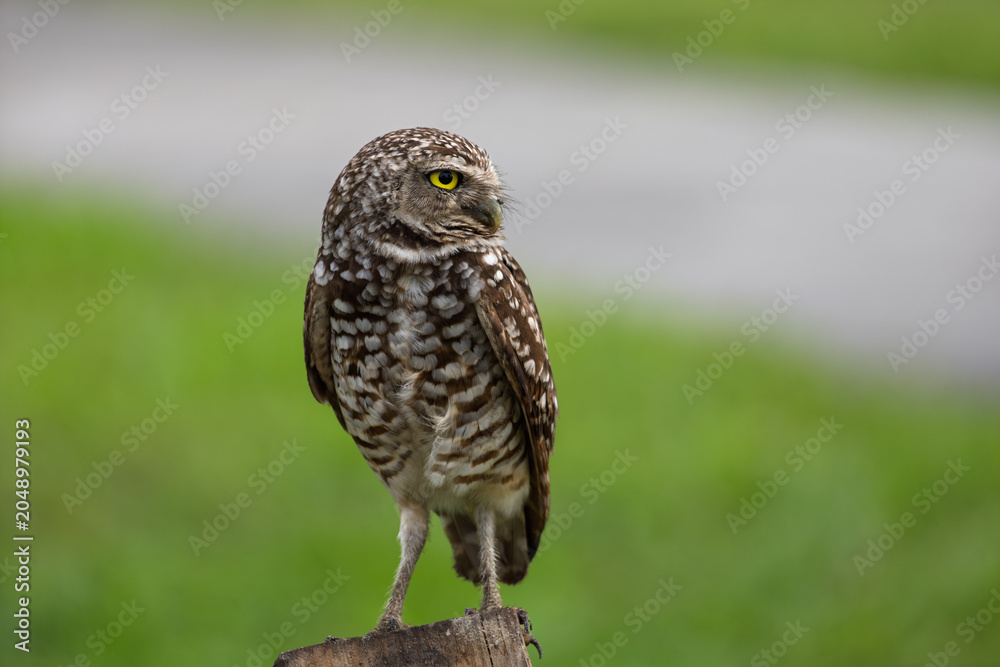 Fototapeta premium Burrowing Owl on post in the park
