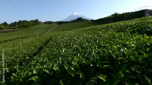 Mount Fuji over Green Tea Plantation on Sunny Spring Day (Realtime | STATIC)