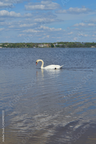 White Swan on the Lake. Mute Swan (Cygnus olor) gliding across the Lake at sunset. European bird wildlife. A beautiful swan swimming in a pond.A mute swan wading in a deep lake