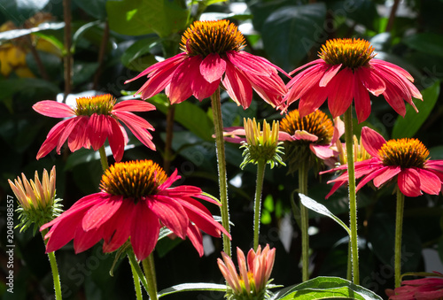 A Cluster of Red Coneflowers in Bright Sunlight