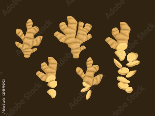 Ginger Root Illustration Fresh Herbal Spice Vector for Cooking, Wellness and Healthy Food Design