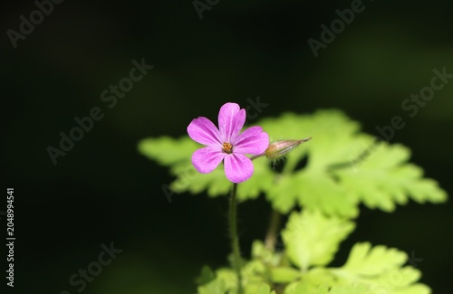 Canvas-taulu Beautiful nature background with Geranium robertianum (Robert's geranium, herb R