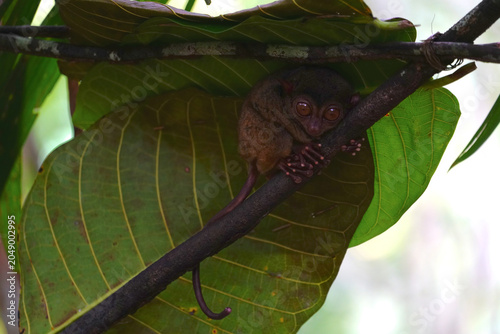 Philippine tarsier, Bohol Island, Philippine