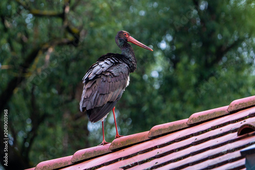 black stork on the roof.