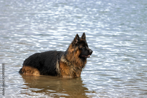 German Shepherd Dog standing in river water
