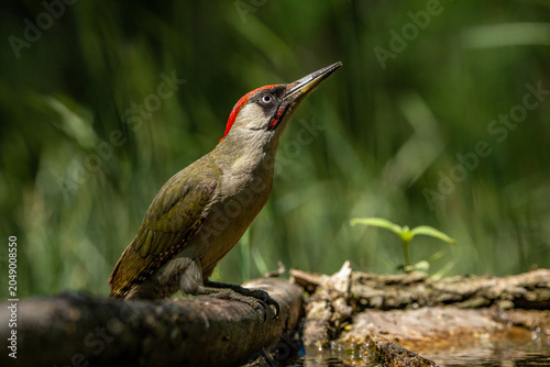 Green woodpecker.