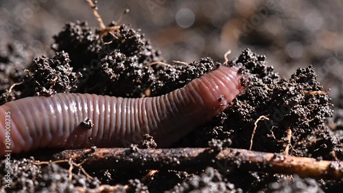 Earthworm burrowing in rich dark garden soil