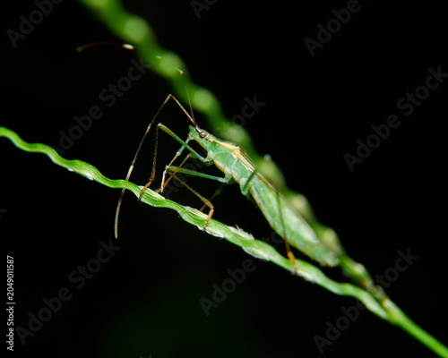 Katydid Nymph on Grass Stem Sri Lanka Macro Black Background