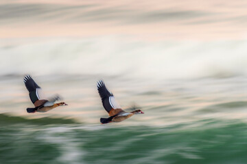 Long-exposure motion blur of Egyptian geese (Alopochen aegyptiaca) flying above the ocean near Hermanus on South Africa’s Whale Coast. Creative wildlife photography capturing movement and speed.