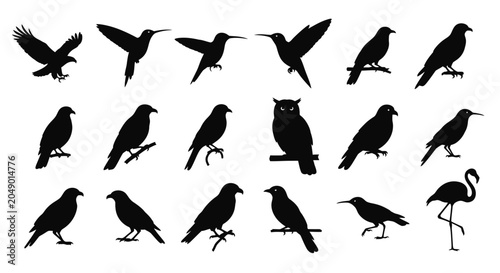 Photos Collection of various bird silhouettes including hummingbirds owls crows herons