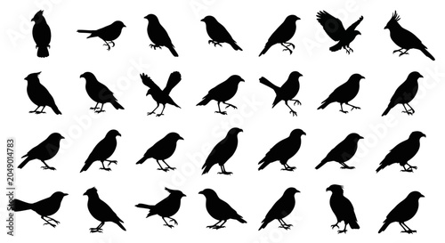 Slika na platnu Collection of 20 black silhouette bird icons featuring various species perched a