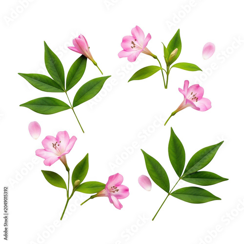 Elegant pink flowers with green leaves arranged in a circular pattern