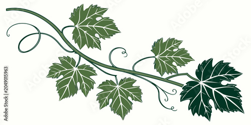Bilde på lerret Vector illustration of a sprawling grapevine branch with lush green leaves and c