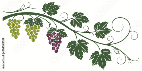 Bild auf Leinwand Artistic grapevine illustration with assorted green and purple grapes and foliag