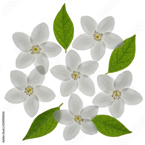 Cluster of delicate white flowers with green leaves against a plain background