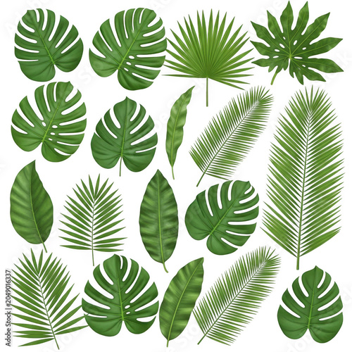 Collection of green tropical fern leaves in varied shapes and sizes