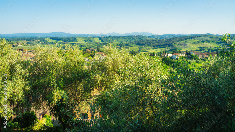 Naklejka premium Panoramic view of the hills and countryside surrounding the village of San Gimignano (Tuscany village, Italy), covered by olive trees and vineyards, during early summertime.