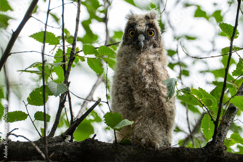 Quadro su tela A young Long-eared Owl (Asio otus) fledgling adopting a slim defensive posture on a tree branch