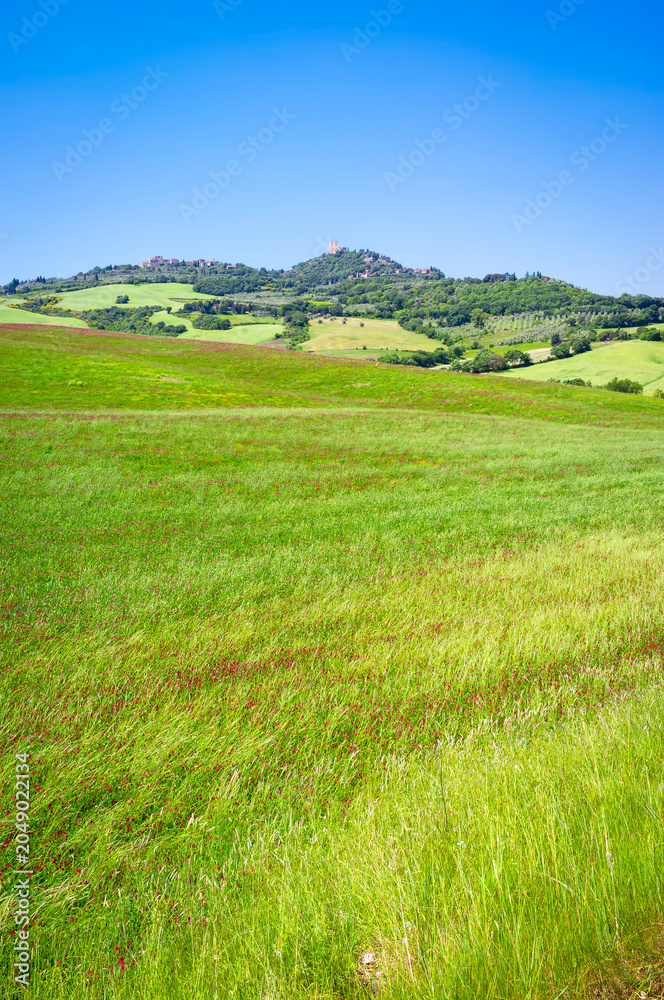Naklejka premium Early summer panorama of the Orcia Valley. It's a countryside area in Tuscany (Italy), between Siena and Grosseto Provinces, world famous for its iconic landscapes, frequently used as movie locations.