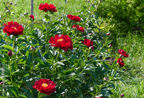 Flowers, peonies in the garden.