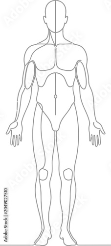 Anatomical illustration of the human muscular system front view.
