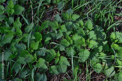 Foto Close-up of fresh green stinging nettle plants growing in a field