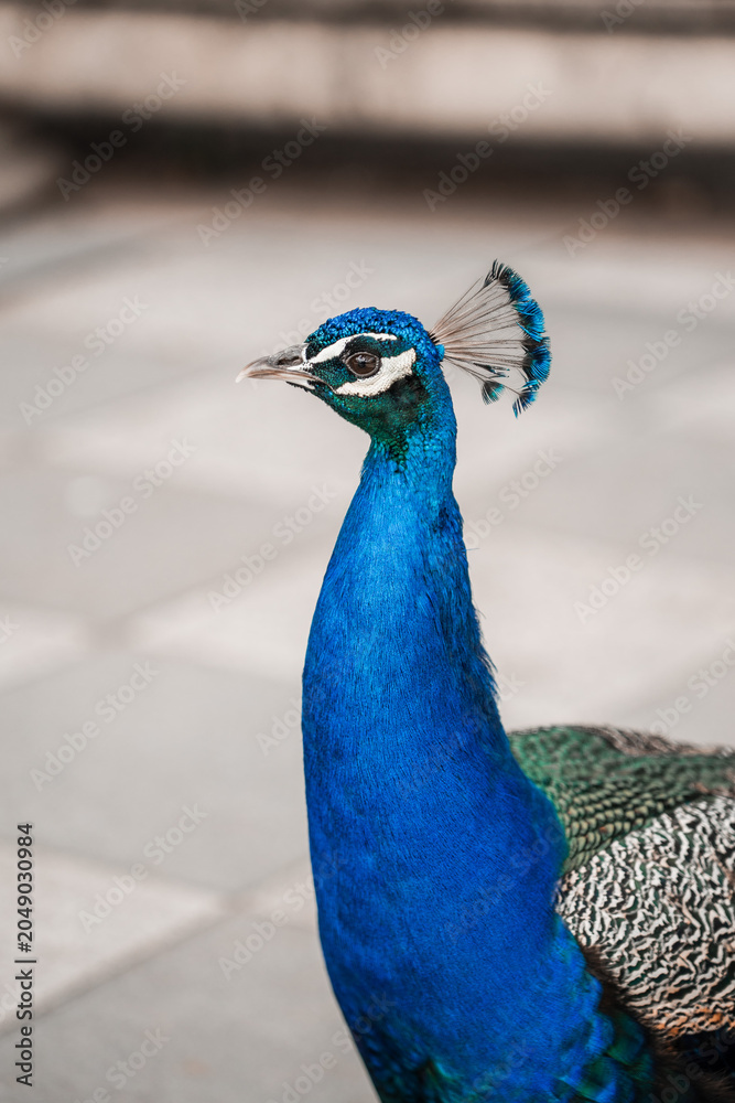 Obraz premium Peacocks, Flowers, and Gardens of the Parque de El Retiro in Madrid. Largest park in the city center of the capitol of Spain.