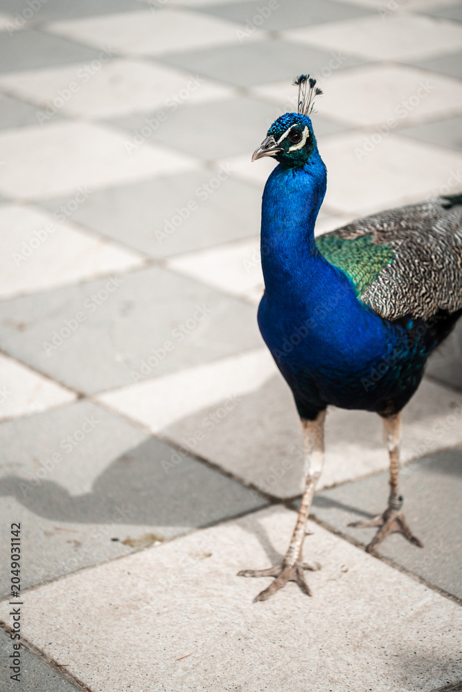 Fototapeta premium Peacocks in the Parque de El Retiro